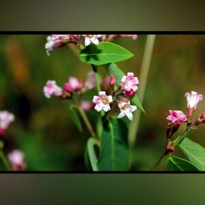 Meet your posher, Noa